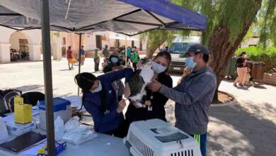 Photo of Seremia de Salud vacunó más de 400 mascotas en San Pedro de Atacama