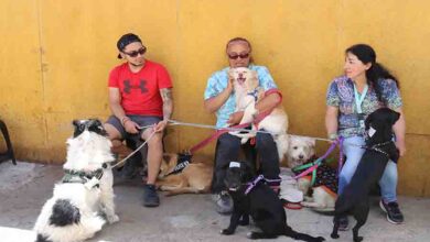 Photo of Minera El Abra realiza esterilización de 227 perros en la Región de Antofagasta