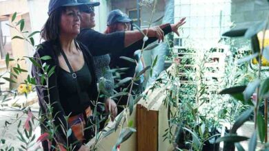 Photo of Minera El Abra apoya a comunidad indígena de Calama en plantación de árboles de olivo