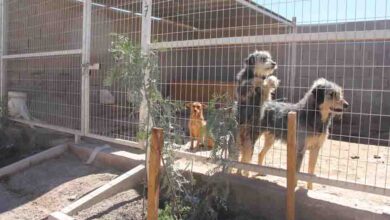 Photo of Fundación Animalista Anastasia inauguró áreas verdes