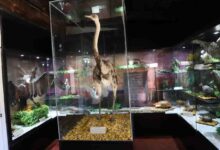 Photo of Museo de Historia Natural y Cultural del Desierto de Atacama inaugura nueva muestra: “Fauna Sudamericana”
