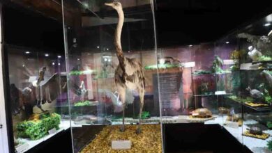 Photo of Museo de Historia Natural y Cultural del Desierto de Atacama inaugura nueva muestra: “Fauna Sudamericana”