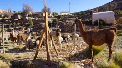 Photo of Comienza estudio sobre presencia de puma en Alto El Loa para proteger la ganadería camélida en la zona
